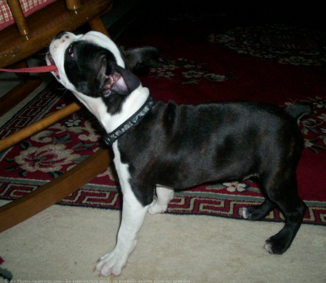 Photo de Boston terrier