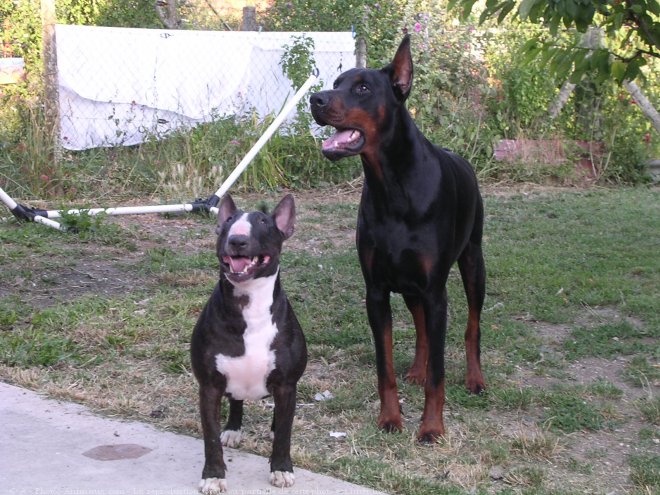 Photo de Dobermann