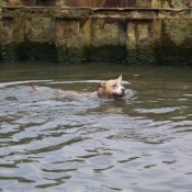 Photo d'American staffordshire terrier