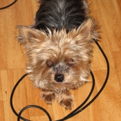 Photo de Yorkshire terrier