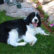 Photo d'English springer spaniel