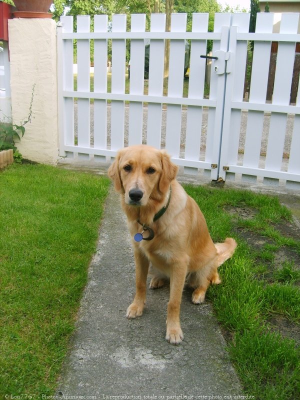 Photo de Golden retriever