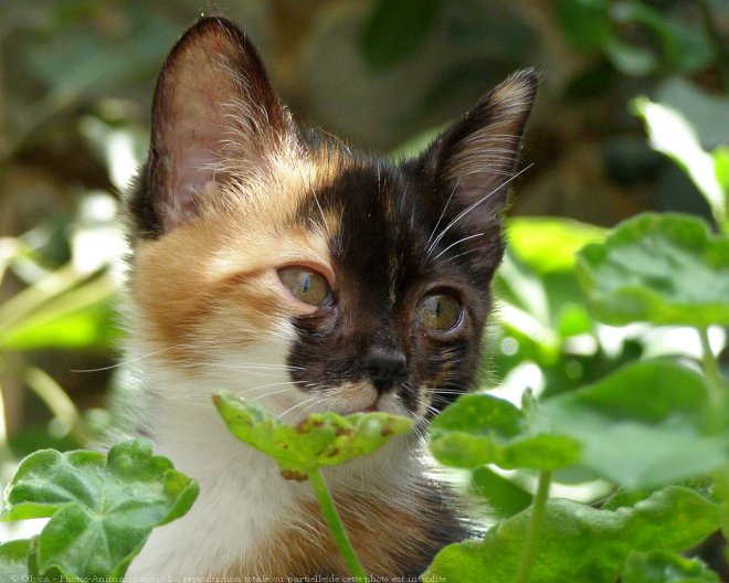 Photo de Chat domestique