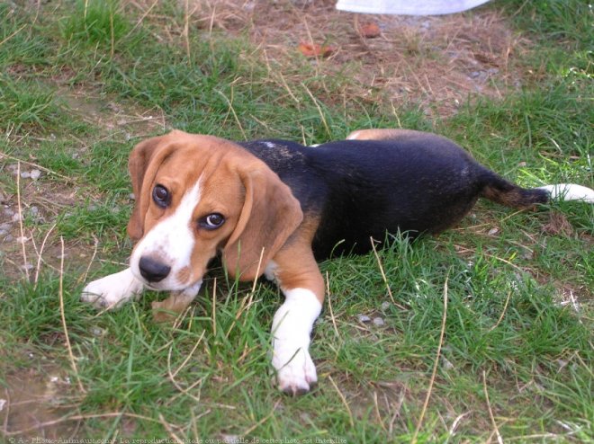 Photo de Beagle