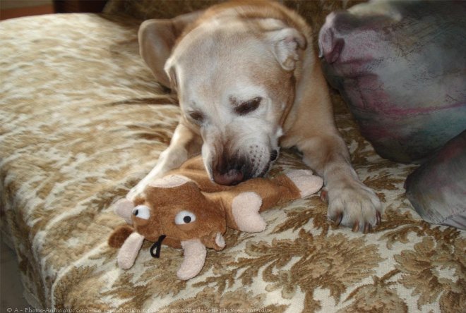 Photo de Labrador retriever