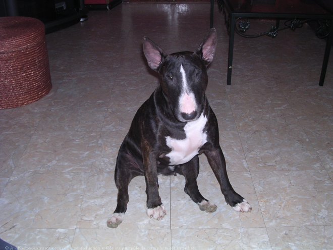 Photo de Bull terrier miniature