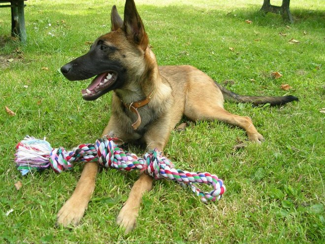 Photo de Berger belge malinois