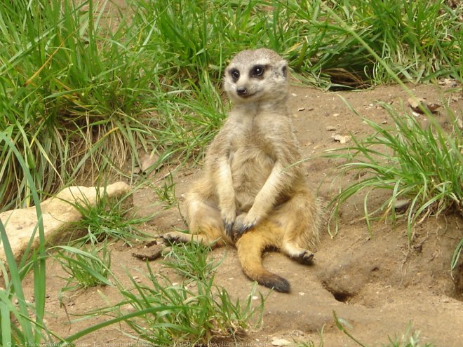 Photo de Suricate