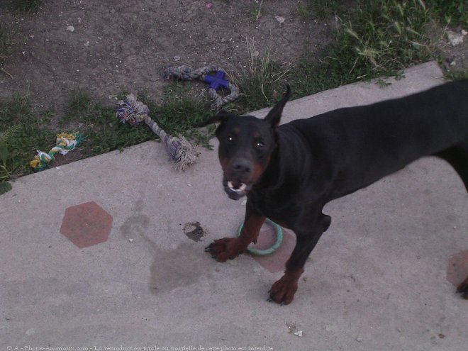 Photo de Dobermann