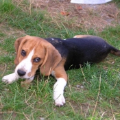 Photo de Beagle