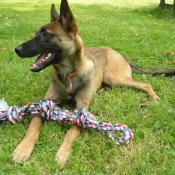 Photo de Berger belge malinois