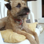 Photo de Border terrier