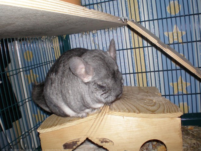 Photo de Chinchilla