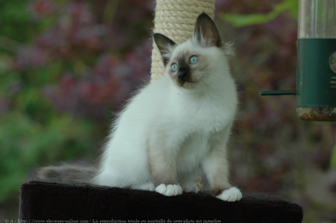 Photo de Sacr de birmanie