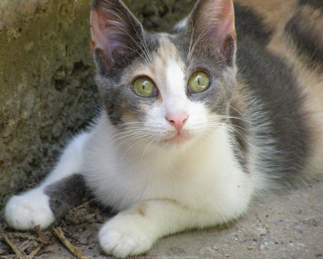 Photo de Chat domestique