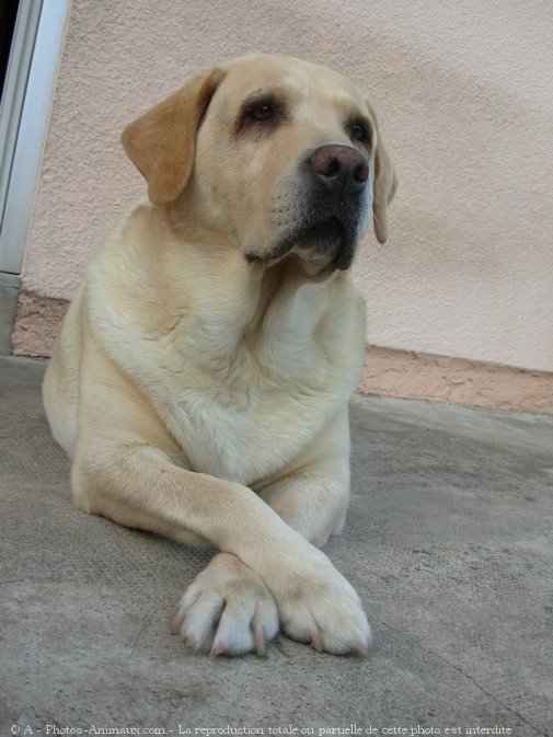 Photo de Labrador retriever