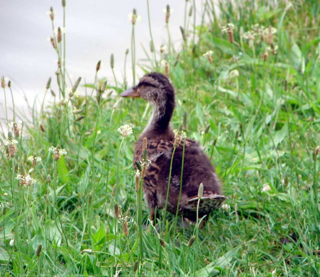 Photo de Canard colvert