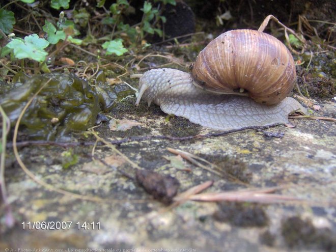 Photo d'Escargot