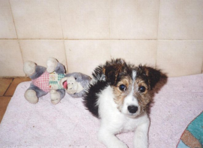 Photo de Fox terrier  poil dur