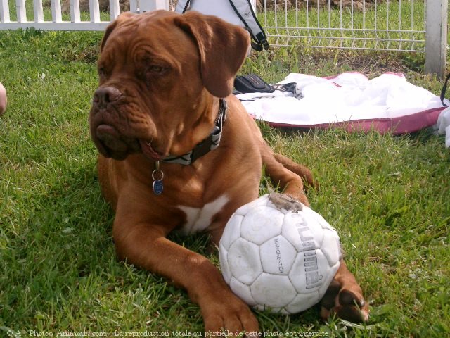 Photo de Dogue de bordeaux