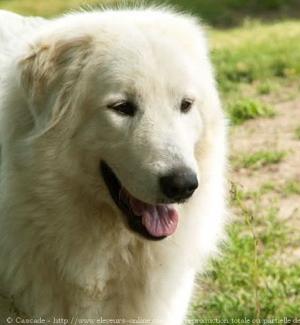 Photo de Chien de montagne des pyrnes