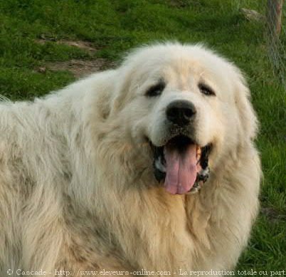 Photo de Chien de montagne des pyrnes