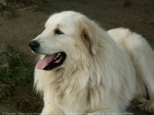 Photo de Chien de montagne des pyrnes