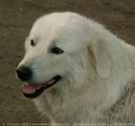 Photo de Chien de montagne des pyrnes