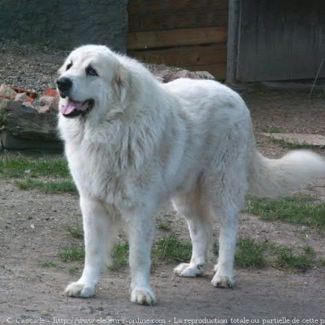 Photo de Chien de montagne des pyrnes