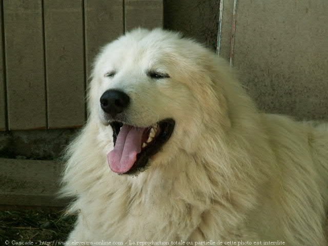 Photo de Chien de montagne des pyrnes