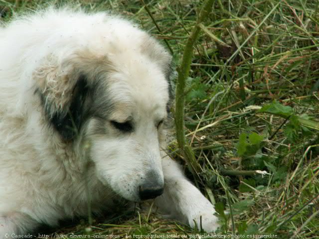 Photo de Chien de montagne des pyrnes