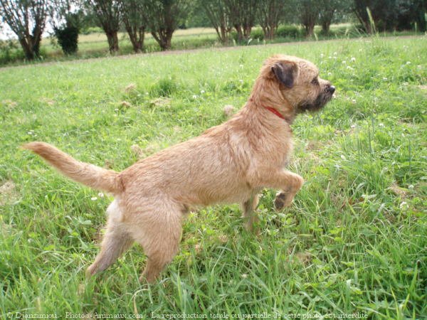 Photo de Border terrier