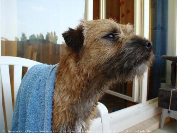 Photo de Border terrier