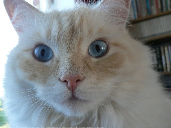 Photo de Ragdoll