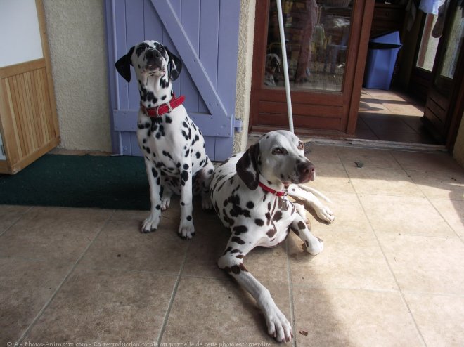 Photo de Dalmatien