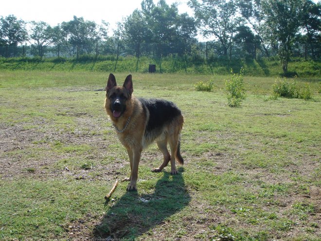 Photo de Berger allemand  poil court