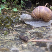 Photo d'Escargot