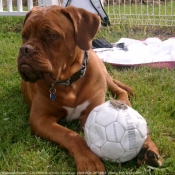 Photo de Dogue de bordeaux