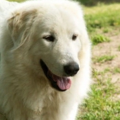 Photo de Chien de montagne des pyrnes