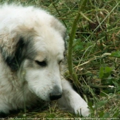 Photo de Chien de montagne des pyrnes