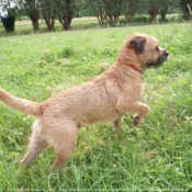 Photo de Border terrier