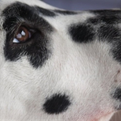 Photo de Dalmatien