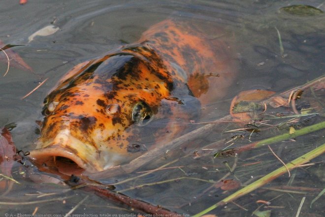 Photo de Poissons rouges