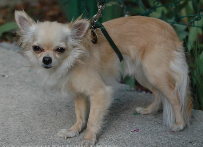 Photo de Chihuahua  poil long