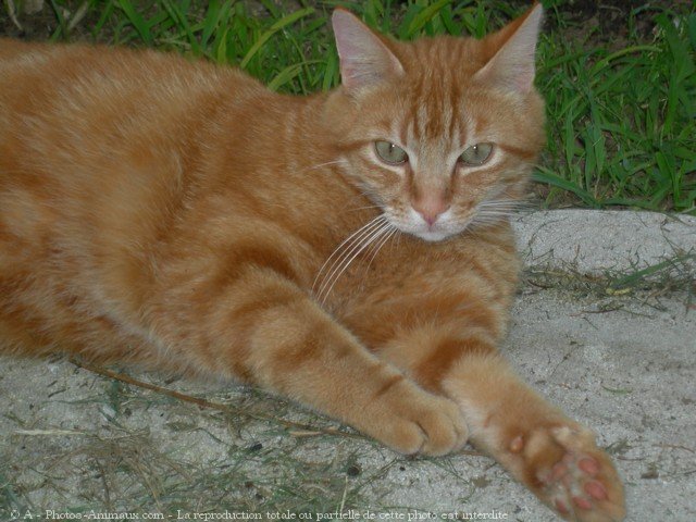 Photo de Chat domestique