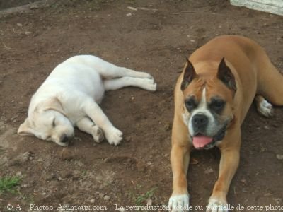 Photo de Boxer