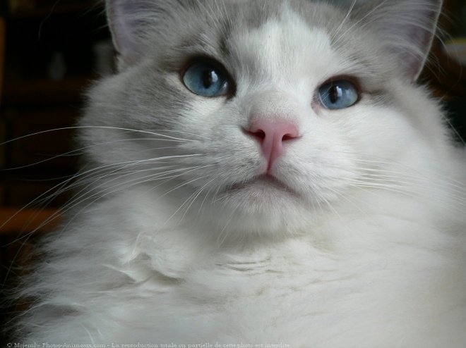 Photo de Ragdoll