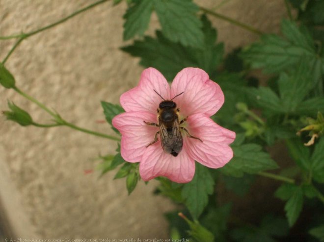 Photo d'Abeille