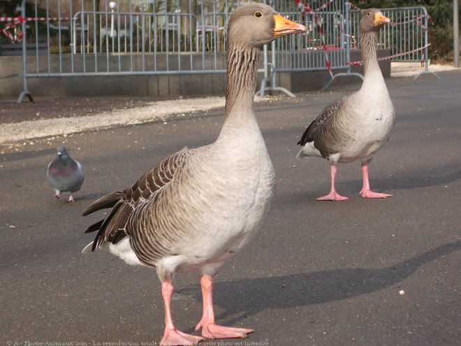 Photo de Races diffrentes