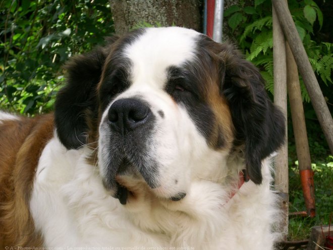 Photo de Saint-bernard poil long